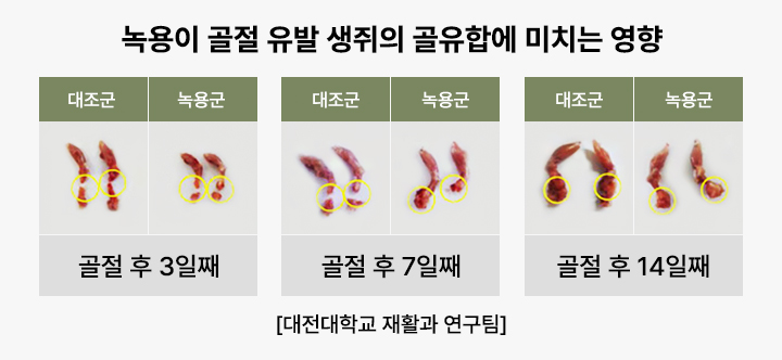 녹용이 골절 유발 생쥐의 골유합에 미치는 영향